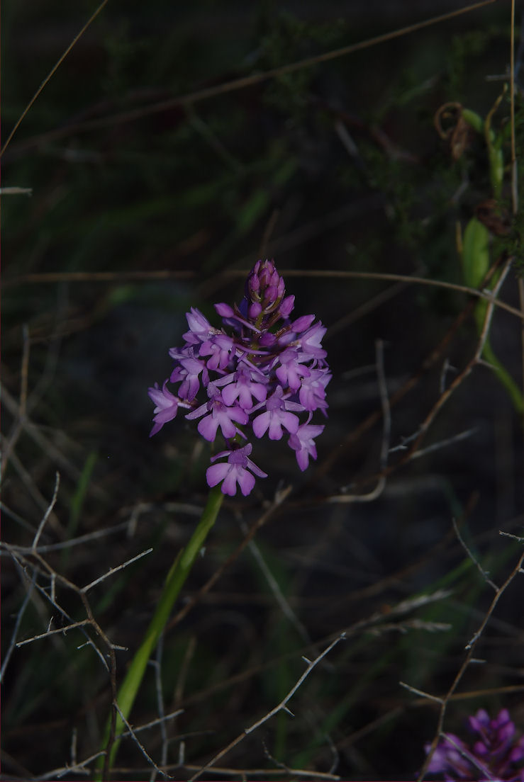 Orchidee nel pisano